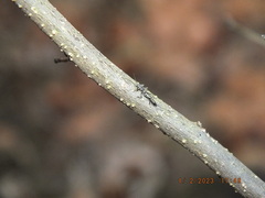 Allocapnia vivipara