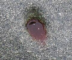 Haematococcus lacustris