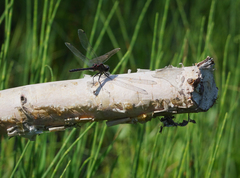Leucorrhinia intermedia