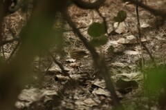 Emberiza spodocephala