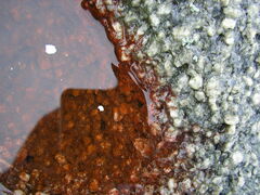 Haematococcus lacustris