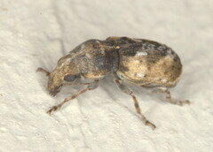 Anthribinae