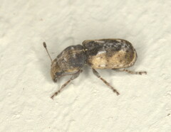 Anthribinae
