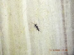 Allocapnia vivipara