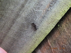 Allocapnia vivipara