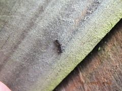 Allocapnia vivipara
