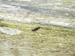 Allocapnia vivipara