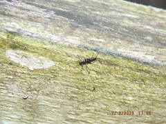 Allocapnia vivipara