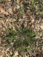Oryzopsis asperifolia
