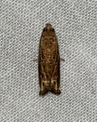Epiblema abruptana