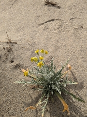 Baileya pauciradiata