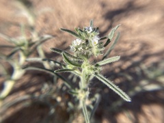 Johnstonella angustifolia