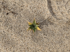 Stillingia spinulosa