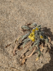 Baileya pauciradiata