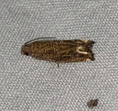 Epiblema abruptana