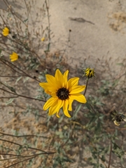 Helianthus petiolaris canescens