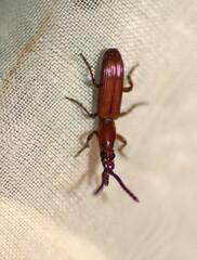 Amorphocephala imitator