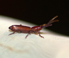 Amorphocephala imitator