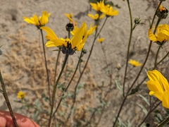 Helianthus petiolaris canescens
