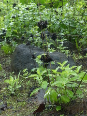 Neuracanthus sphaerostachyus