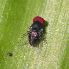 Lindneromyia