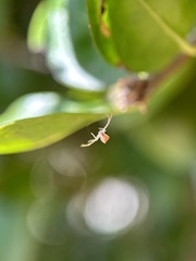 Sidymella trapezia