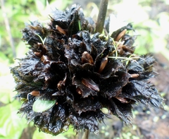 Neuracanthus sphaerostachyus