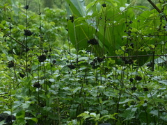 Neuracanthus sphaerostachyus