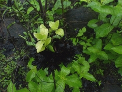 Neuracanthus sphaerostachyus