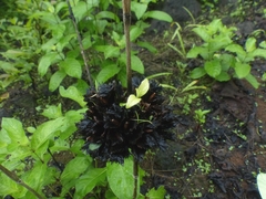 Neuracanthus sphaerostachyus