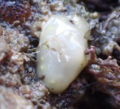 Cadlina flavomaculata