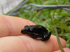 Leptodactylus luctator