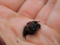 Leptodactylus luctator