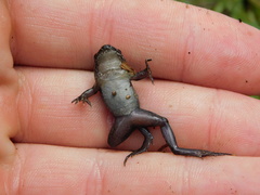 Leptodactylus luctator