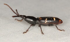 Orfilaia vulsellata
