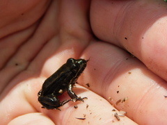 Leptodactylus luctator