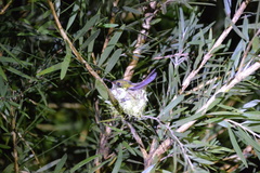 Amazilia tzacatl