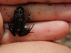 Leptodactylus luctator