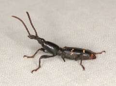 Orfilaia vulsellata