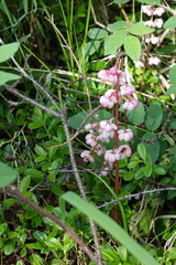 Pyrola asarifolia incarnata