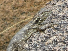 Tropidurus spinulosus
