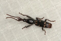 Orfilaia vulsellata