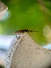 Pseudophyllodromiinae