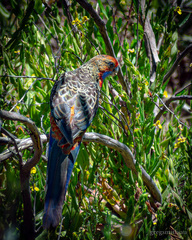 Platycercus elegans adelaidae