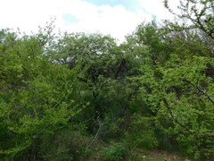 Prosopis flexuosa