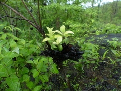 Neuracanthus sphaerostachyus