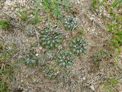 Gymnocalycium calochlorum