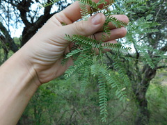 Prosopis flexuosa