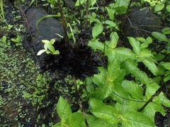 Neuracanthus sphaerostachyus