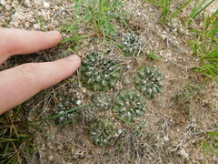Gymnocalycium calochlorum